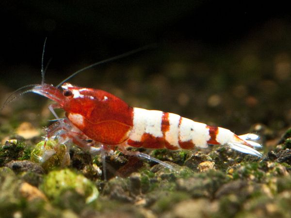 Taiwan Bee - Pinto Red Garnele Caridina logemanni