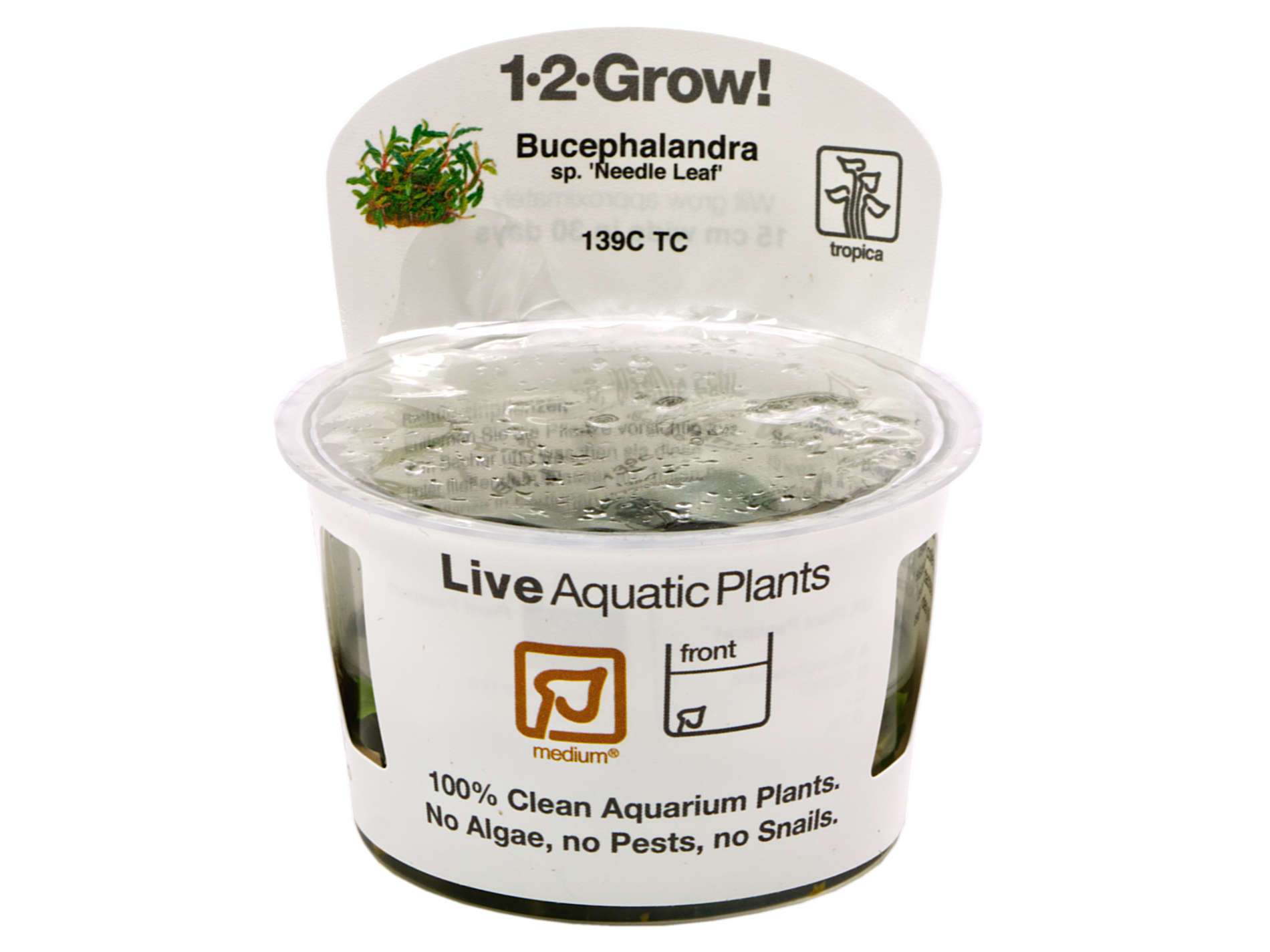 Tropica Bucephalandra sp. 'Needle Leaf' 1-2-Grow! | GARNELENHAUS