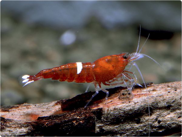 Taiwan Bee - Red Ruby