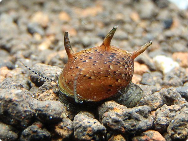 Sun snail (varied)
