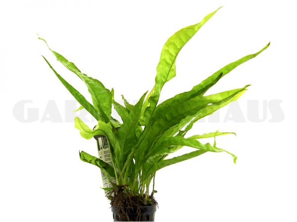 Microsorum pteropus