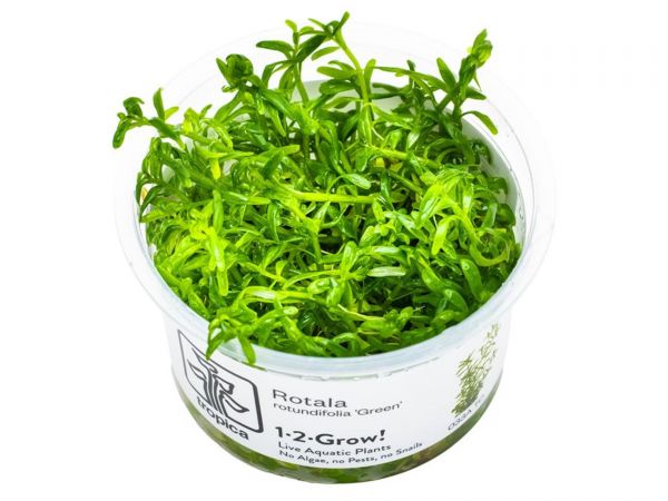 Rotala rotundifolia 'Green' 1-2-Grow!