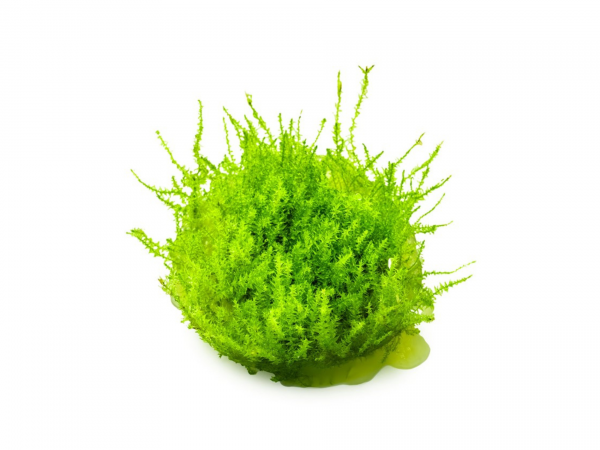 Vesicularia dubyana "Christmas" 1-2-Grow!