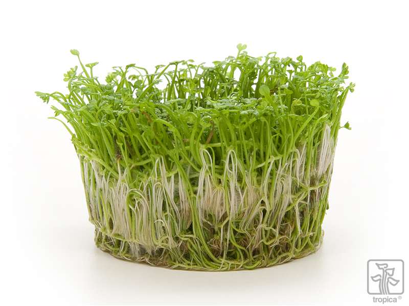 Tropica Marsilea Crenata 1 2 Grow Garnelenhaus