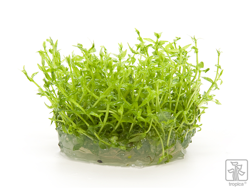 Tropica Gratiola Viscidula 1 2 Grow Garnelenhaus