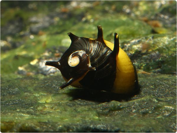 Sun snail (black/yellow)