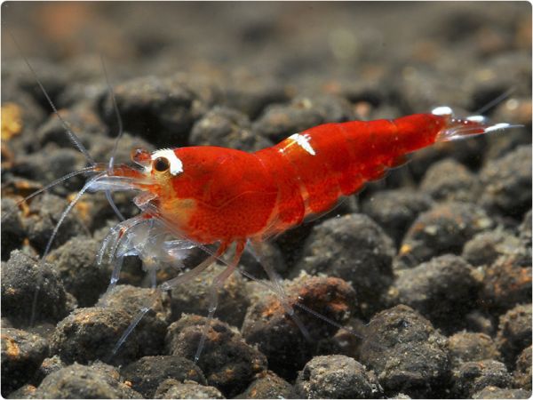 Super Crystal Red (SCR)