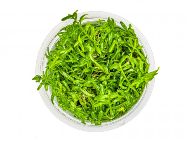 Rotala rotundifolia 'Green' 1-2-Grow!