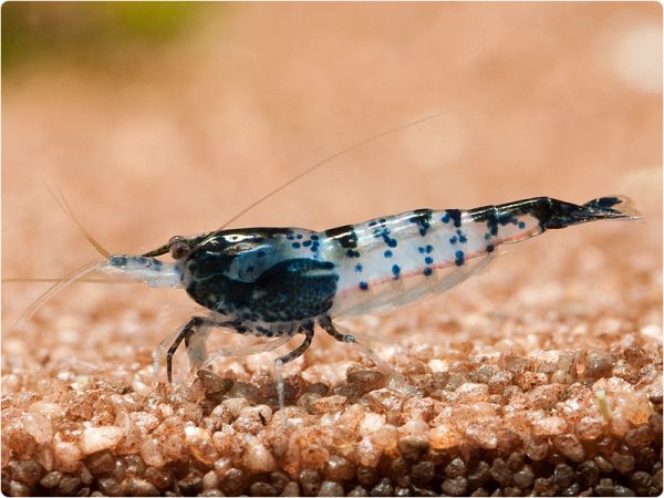Carbon Rili shrimp