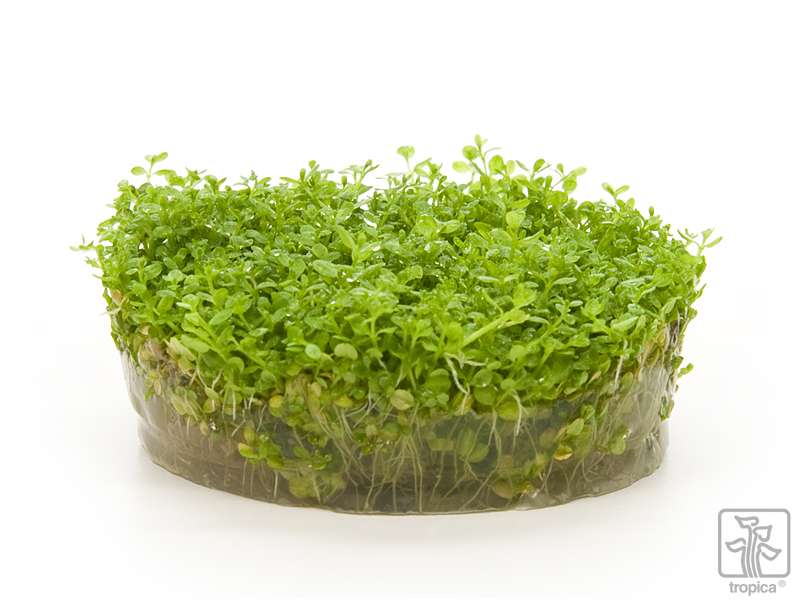 Tropica Hemianthus Callitrichoides Cuba 1 2 Grow Garnelenhaus Tropica Hemianthus Callitrichoides Cuba 1 2 Grow Garnelenhaus