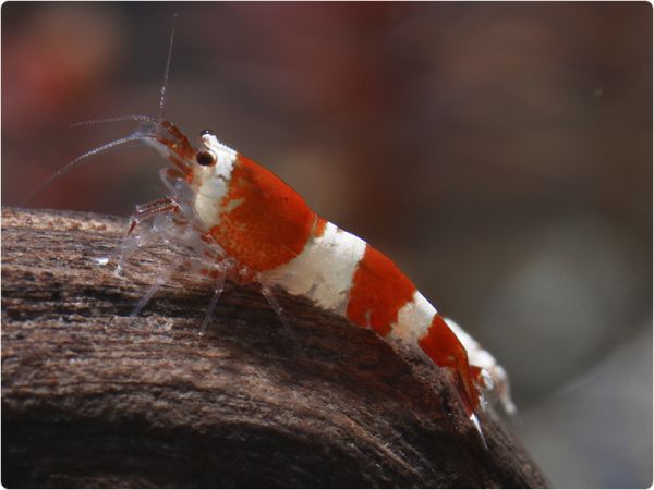 Crystal Red / Red Bee - K4
