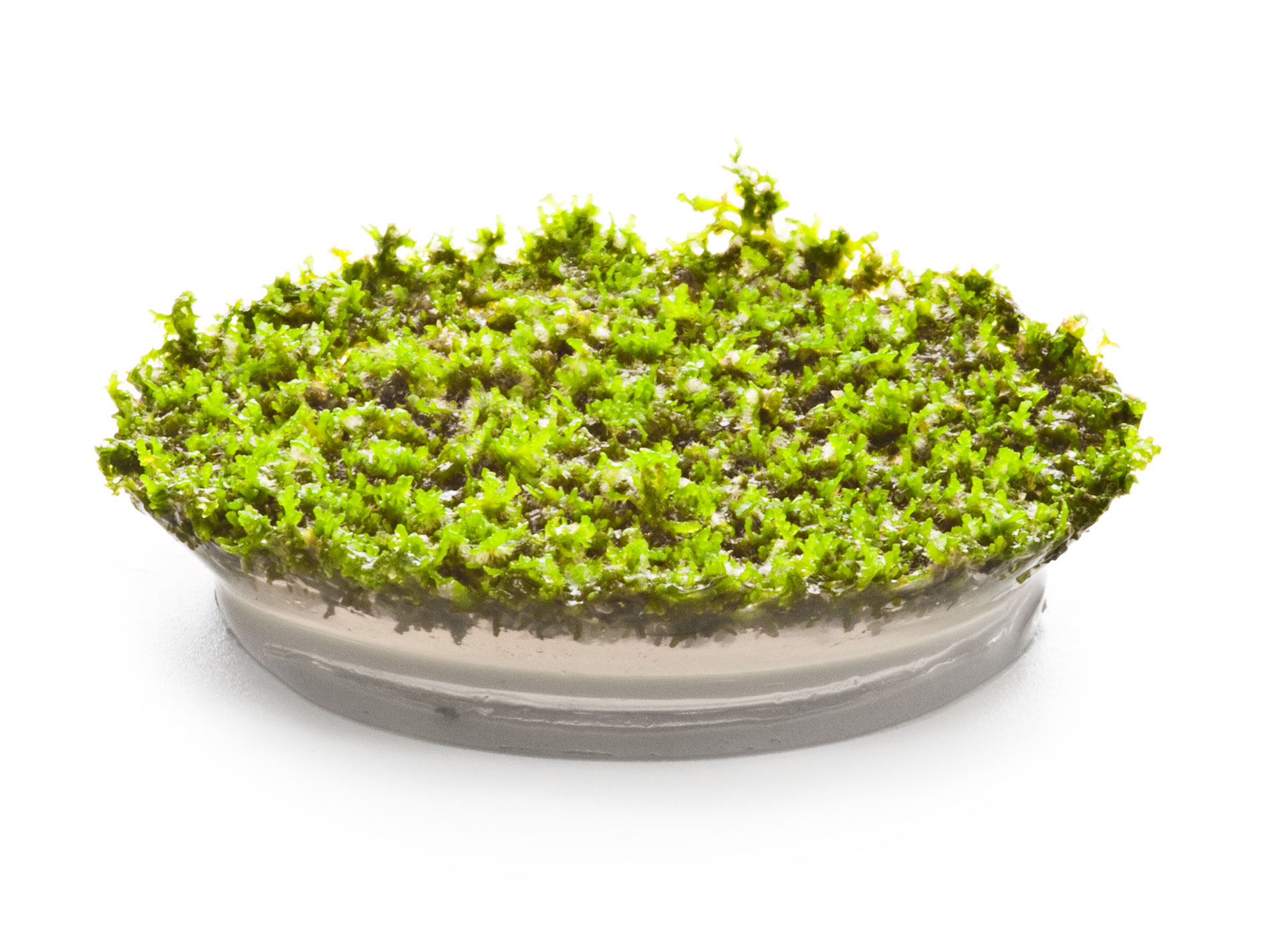 ada riccardia chamedryfolia coral