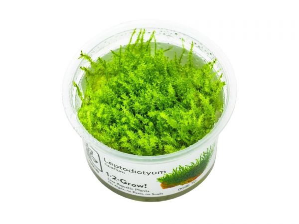 Vesicularia dubyana "Christmas" 1-2-Grow!