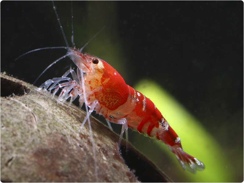 kamp vedvarende ressource Jep Crystal Red / Red Bee Shrimp | GARNELENHAUS