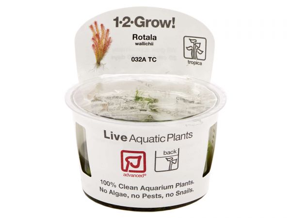 Tropica Rotala wallichii 1-2-Grow!