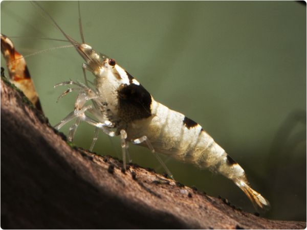 Black Bee shrimp - K10