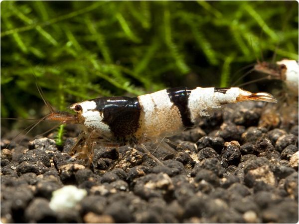 Black Bee shrimp - K6