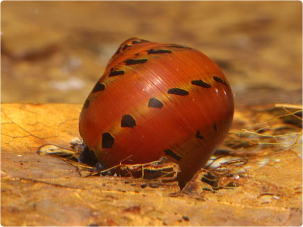 Orange Track Nerite