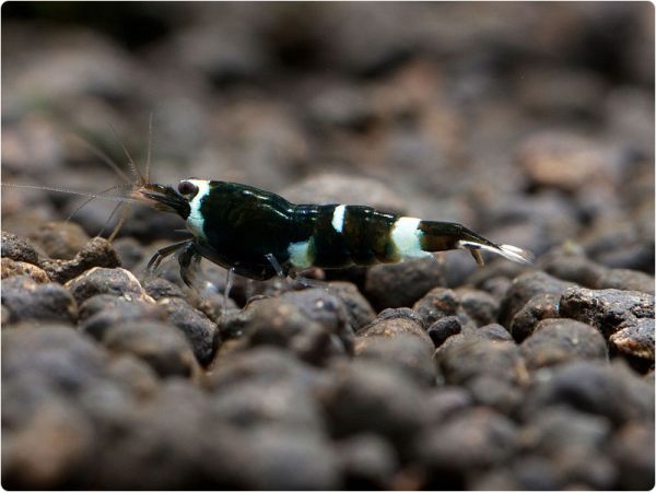 Taiwan Bee - Black King Kong