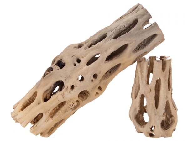 Cholla Wood, bright