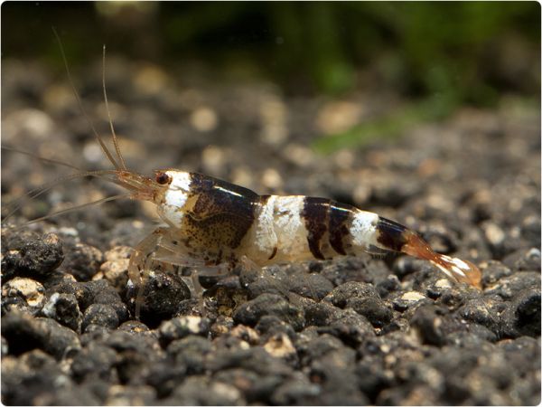 Black Bee shrimp - K2