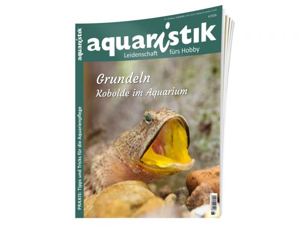 aquaristik - passion for the hobby, issue 6/2026, in German