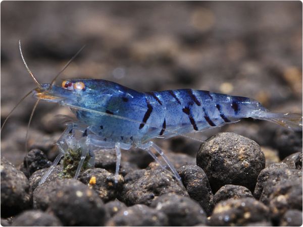 30_0_blaue_tiger_zwerggarnele_caridina_cantonensis_1_600x600.jpg