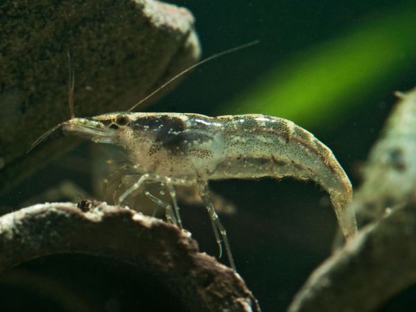 Algengarnelen Rückenstrichgarnele Turniergarnele Neocaridina davidi