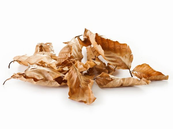 Beech leaves