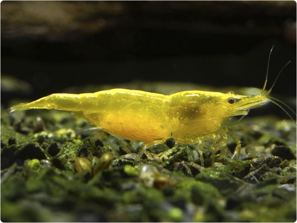 Yellow Fire shrimp