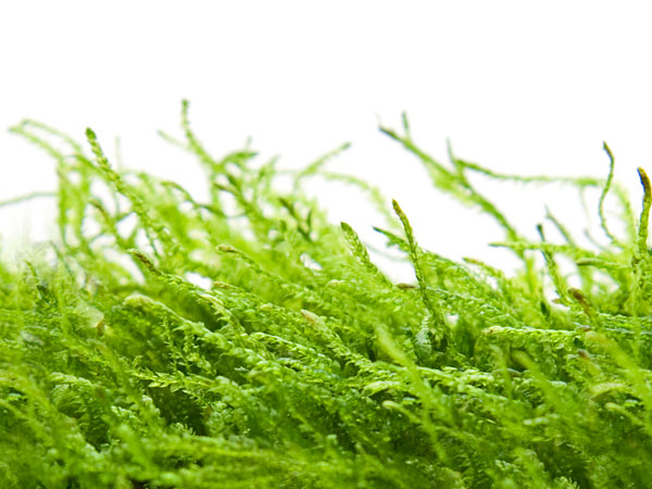 aquatic moss water plants
