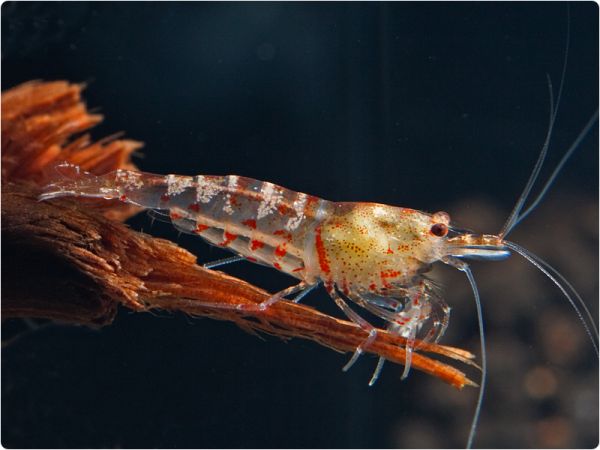 Sunny Bee Shrimp - Red