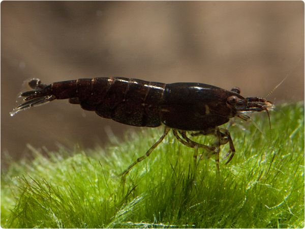 Chocolate SAKURA shrimp