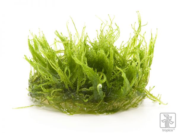 Taxiphyllum barbieri Java moss - 1-2-GROW!