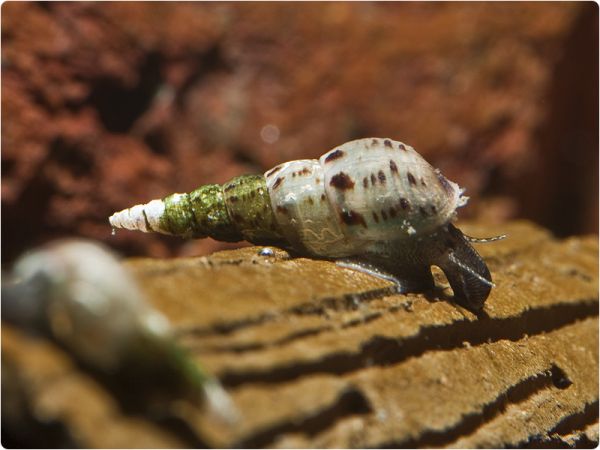 Malayan Trumpet snail