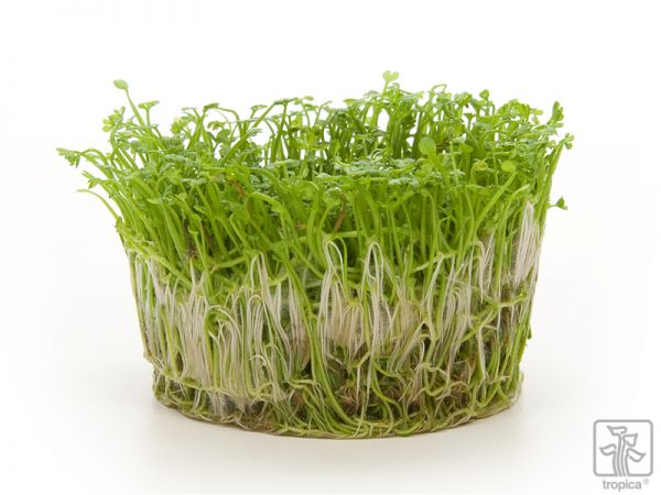 Tropica Marsilea Crenata 1 2 Grow Garnelenhaus