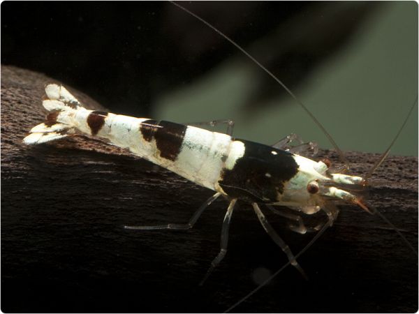 Black Bee shrimp - K8