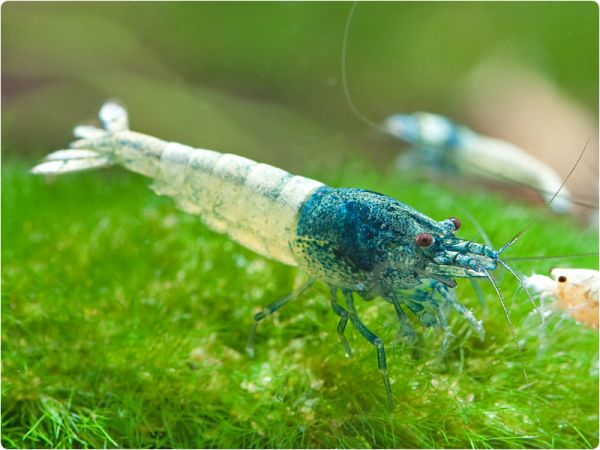 Taiwan Bee Blue Bolt Garnelenhaus