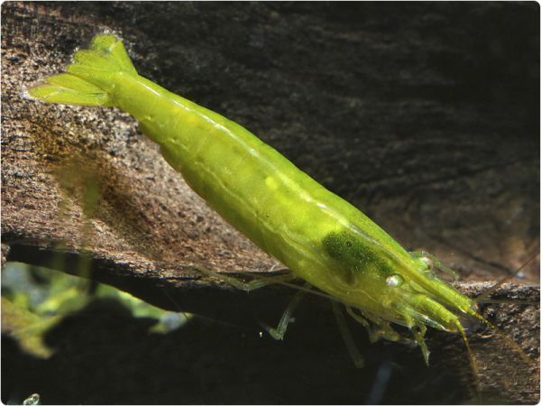 Green shrimp