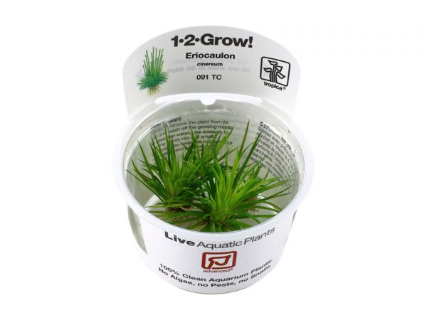 Tropica Eriocaulon cinereum 1-2-Grow!
