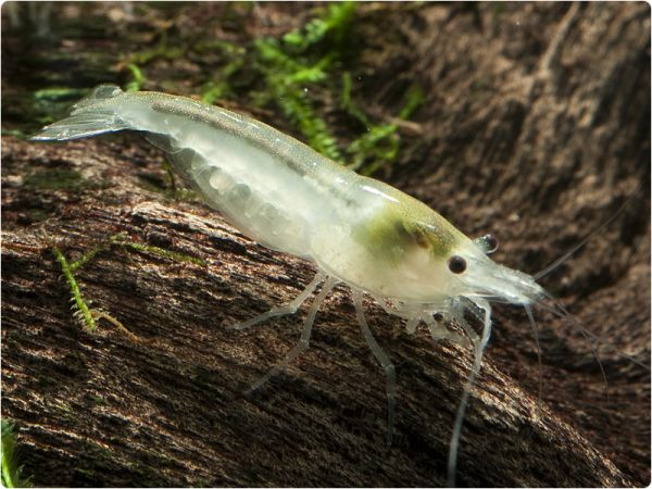 White Pearl shrimp, Snowball shrimp