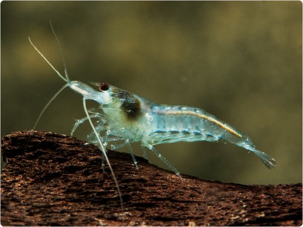 Blue Jelly shrimp